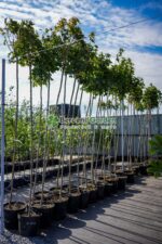 Acer Platanoides Globosum PA ( Artar Globular )