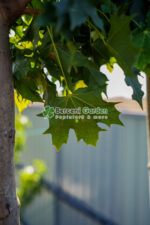 Acer Platanoides Globosum PA ( Artar Globular ) - imagine 2