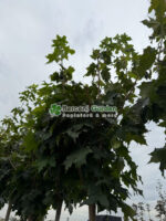 Acer Platanoides Globosum PA ( Artar Globular ) - imagine 3