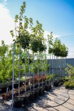 Acer Platanoides Globosum PA ( Artar Globular )