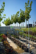 Acer Platanoides Globosum PA ( Artar Globular ) - imagine 2