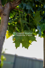 Acer Platanoides Globosum PA ( Artar Globular ) - imagine 3