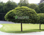 Acer Platanoides Globosum PA ( Artar Globular ) - imagine 4