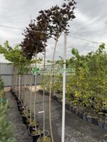 Acer Platanoides Purple Globe PA ( Artar Globular Violet )