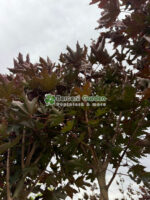 Acer Platanoides Purple Globe PA ( Artar Globular Violet ) - imagine 2