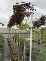 Acer Platanoides Purple Globe PA ( Artar Globular Violet ) - imagine 3