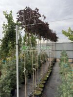 Acer Platanoides Purple Globe PA ( Artar Globular Violet ) - imagine 4