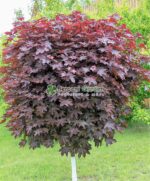 Acer Platanoides Purple Globe PA ( Artar Globular Violet ) - imagine 5