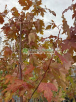 Acer Freemanii Autumn Blaze ( Artar de Toamna )
