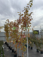 Acer Freemanii Autumn Blaze ( Artar de Toamna ) - imagine 2