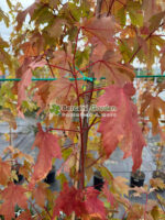 Acer Freemanii Autumn Blaze ( Artar de Toamna ) - imagine 3