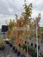 Acer Freemanii Autumn Blaze ( Artar de Toamna ) - imagine 4