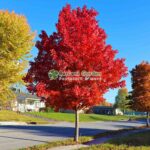 Acer Freemanii Autumn Blaze ( Artar de Toamna ) - imagine 5