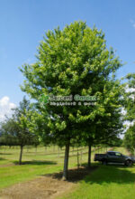 Acer Freemanii Autumn Blaze ( Artar de Toamna ) - imagine 6