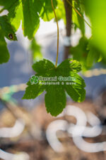 Acer pseudoplatanus (Artar Norvegian )