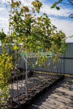 Acer pseudoplatanus (Artar Norvegian ) - imagine 2
