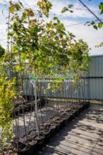 Acer pseudoplatanus (Artar Norvegian ) - imagine 3