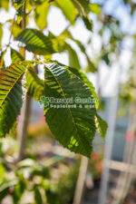 Aesculus carnea Briotii ( Castan Rosu ) - imagine 2