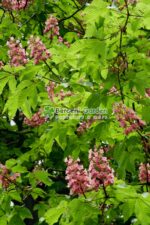 Aesculus carnea Briotii ( Castan Rosu ) - imagine 3