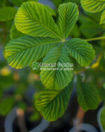 Aesculus Hippocastanum ( Castan European ) - imagine 3