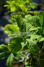 Aesculus Hippocastanum ( Castan European ) - imagine 4