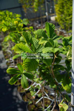 Aesculus Hippocastanum ( Castan European ) - imagine 5