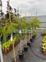 Albizia Ombrella Boubri ( Arborele de Matase )