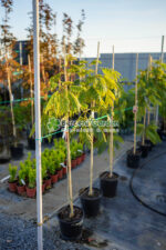 Albizia Ombrella Boubri ( Arborele de Matase ) - imagine 2