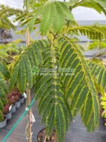 Albizia Ombrella Boubri ( Arborele de Matase ) - imagine 3