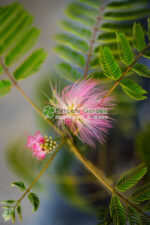 Albizia Ombrella Boubri ( Arborele de Matase ) - imagine 4