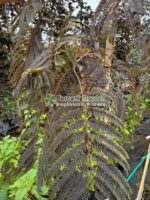 Albitia julibrissin Chocolate Fountain ( Arborele de Matase Ciocolata )