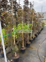 Albitia julibrissin Chocolate Fountain ( Arborele de Matase Ciocolata ) - imagine 2