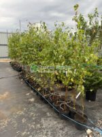 Betula Pendula ( Mesteacan Alb )