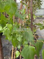 Betula Pendula ( Mesteacan Alb ) - imagine 2