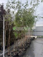 Betula Pendula ( Mesteacan Alb )