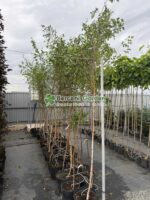 Betula Pendula ( Mesteacan Alb ) - imagine 2
