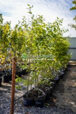 Carpinus Betulus ( Carpen )