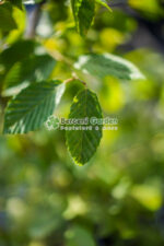 Carpinus Betulus ( Carpen ) - imagine 2