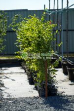 Carpinus Betulus ( Carpen ) - imagine 3