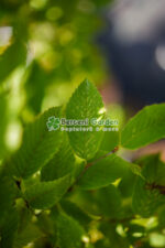 Carpinus Betulus ( Carpen ) - imagine 4