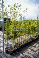 Carpinus Betulus Fastigiata ( Carpen Columnar )