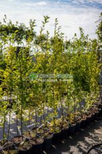 Carpinus Betulus Fastigiata ( Carpen Columnar ) - imagine 2