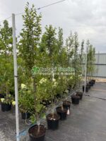 Carpinus Betulus Fastigiata ( Carpen Columnar )