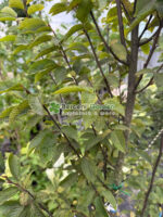 Carpinus Betulus Fastigiata ( Carpen Columnar ) - imagine 2