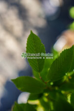 Carpinus Betulus Fastigiata ( Carpen Columnar ) - imagine 3