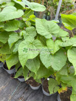 Catalpa Bignonioides Nana ( Catalpa )