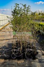 Fagus Sylvatica ( Fag European )