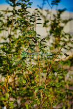Fagus Sylvatica ( Fag European ) - imagine 2