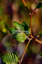 Fagus Sylvatica ( Fag European ) - imagine 3