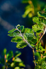 Fagus Sylvatica ( Fag European ) - imagine 4